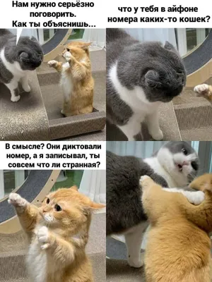 Смешные коты/ Funny cats