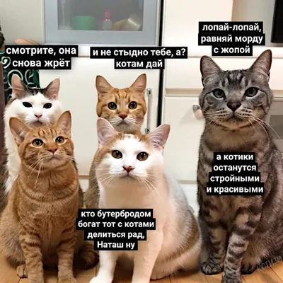 Фото смешных котов, сделанные в удачный момент