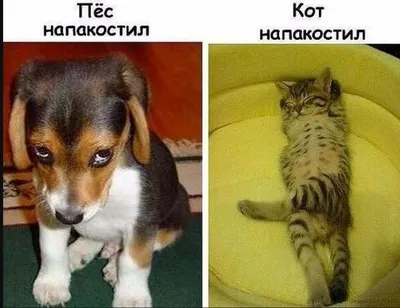 Смешные коты