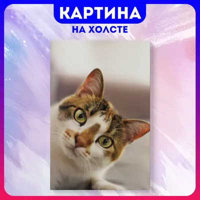 Смешные мемы с котами, которые поднимут вам настроение