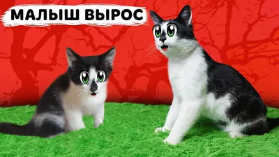 Смешные коты (15 фото)