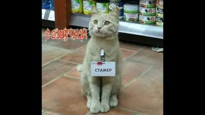 Смешные коты (60 фото)