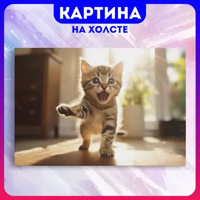 смешные коты :: котэ картинки :: смешные картинки (фото приколы) :: котики  / смешные картинки и другие приколы: комиксы, гиф анимация, видео, лучший  интеллектуальный юмор.