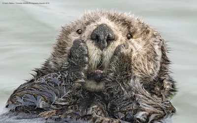 Comedy Wildlife Photography Awards 2021: смешные животные