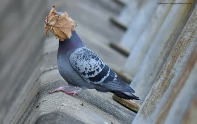 Comedy Wildlife: лучшие смешные фотографии животных-2020