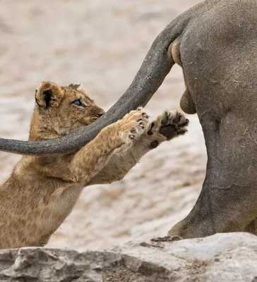 Comedy Wildlife Photography Awards: самые смешные животные 2021 года –  his.ua