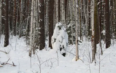 Снежный Человек Картинки