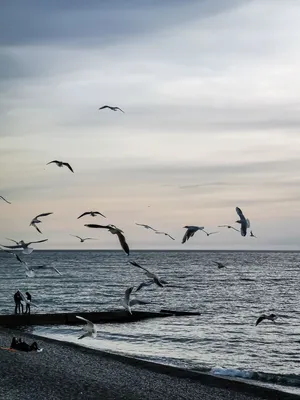 Чёрное море Сочи Адлер красивое небо море чайки #адлер #сочи | Пейзажи, Сочи,  Фотографии