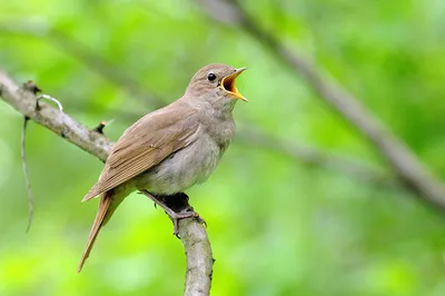 Соловей обыкновенный (Luscinia luscinia)