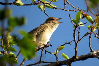 Где соловей гнездо вьёт? ВИДЕО « Fotoparus