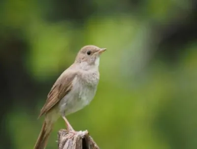 Белогорлый тугайный соловей (greenwayi) - eBird