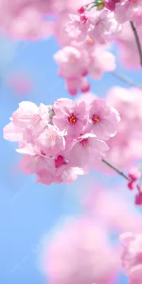 Spring Wallpaper Background Images, HD Pictures and Wallpaper For Free  Download | Pngtree