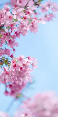 Sakura Vertical Spring Photography Picture Cherry Blossom Pink Phone  Wallpaper Background And Picture For Free Download - Pngtree