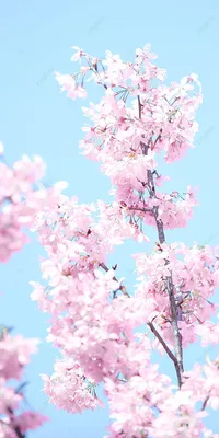 Sakura Vertical Version Of Cherry Blossom Romantic Pink Spring Phone  Wallpaper Background And Picture For Free Download - Pngtree