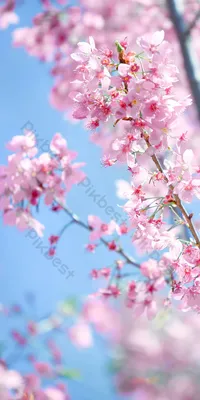 Spring Cherry Blossom Sakura Vertical Photography Picture Romance Phone  Wallpaper | PSD Free Download - Pikbest