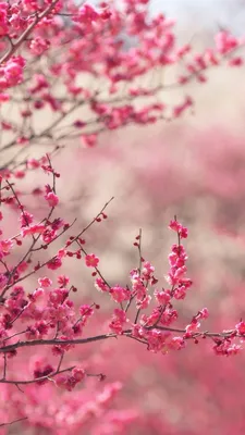 pink-blossom-nature-flower-spring-iphone6-plus-wallpaper - Mobile Wallpapers  | Spring wallpaper, Iphone wallpaper, Best iphone wallpapers