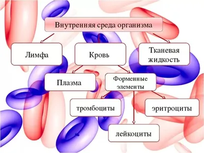 Среда обитания » Телерадиокомпания \"Брест\"