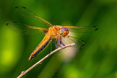 Стрекоза красная (Leucorrhinia rubicunda) - Picture Insect