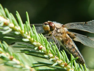 Стрекоза обыкновенная (Sympetrum vulgatum) | На фотографии о… | Flickr