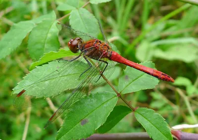 Orthetrum cancellatum - Стрекозы Беларуси (Odonata of Belarus)