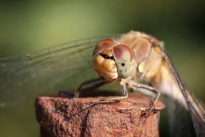 Стрекоза перевязанная.jpg - Dragonflies - Macroclub.org