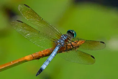 Стрекоза кровяная (Sympetrum sanguineum) - Picture Insect