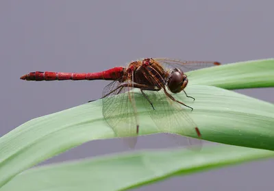 Стрекозы (Odonata) Республики Мордовия - Природа Республики Мордовия