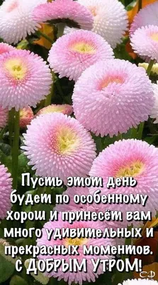 Пожелания хорошего дня в картинках, своими словами, в стихах, в смс и  христианские пожелания доброго дня — Украина