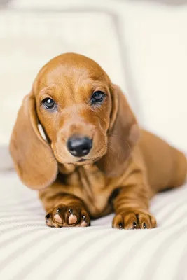 Desktop Wallpapers Dachshund dog sweet animal 640x960