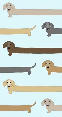 Pin by larissa on S O M E T H I N G | Dachshund wallpaper, Dog wallpaper,  Dog background