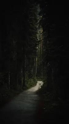 Живые обои природа - Creepy Woods