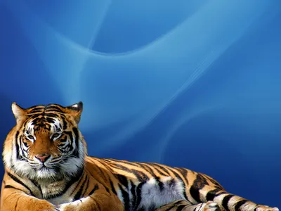 Тигры, тигрицы и тигрята - фото и обои, tigers wallpapers