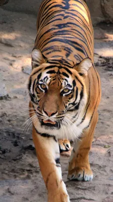 Wallpaper Tiger, Bengal Tiger, Siberian Tiger, Felidae, Carnivore,  Background - Download Free Image