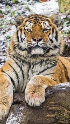 ดาวน์โหลด Moving Tiger Live Wallpaper APK สำหรับ Android