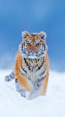 Wallpaper Tiger, snarling, eyes, fur, Animals #880 - Page 4