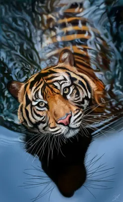 1080x1920 Siberian Tiger Wallpapers for IPhone 6S /7 /8 [Retina HD]