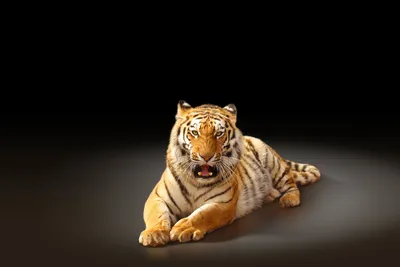 Wallpaper Tiger, water, cute animals, Animals #4663 - Page 25