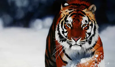 Обои Tiger In The Snow для телефона и на рабочий стол iPhone 6 Plus