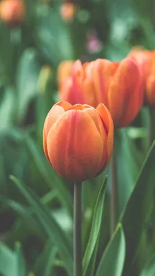 Обои Тюльпаны, 4k, 5k, цветы, красные, зеленые, Tulips, 4k, 5k wallpaper,  flowers, red, green, Природа #6512