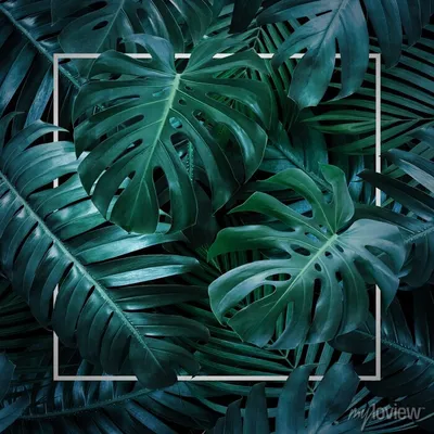 Summer tropical leaves on black background posters for the wall • posters  wallpaper, tropical, tree | myloview.com