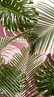 Monstera Love | Summer wallpaper, Nature wallpaper, Tumblr wallpaper