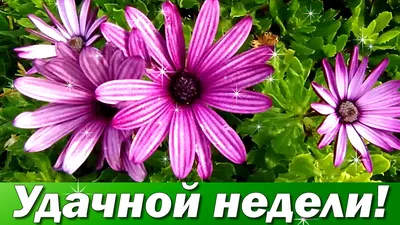 Доброе утро, удачной недели! | Открытки Тедди | ВКонтакте