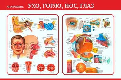 Странное (ли?) ухо | Пикабу