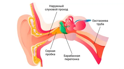 3d модель - ухо