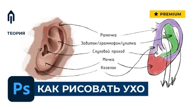 Анатомия: ухо, горло, нос, глаз (арт. МЕД-10) стенд информационный  медицинский купить в интернет магазине с доставкой