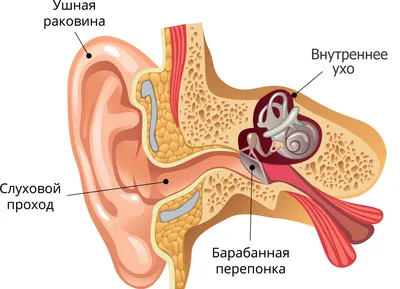 Ухо: строение, функции