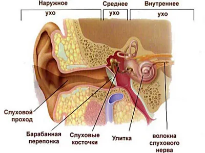 Ухо болит? Это отит…