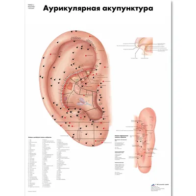 Ухо. Большая российская энциклопедия