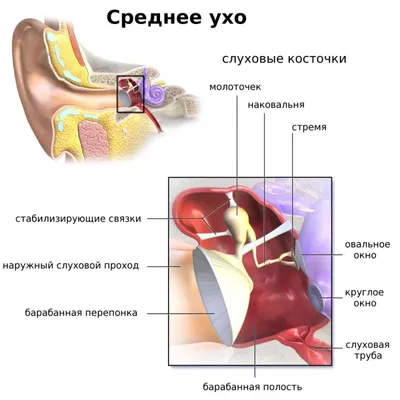 Кафф на ухо \"Черта\" в магазине «SIMPLICITY» на Ламбада-маркете