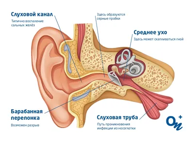 Медицинский плакат \"Акупунктура уха\" - 1002369 - VR6821L - ZVR6821L -  Плакаты по акупунктуре - 3B Scientific